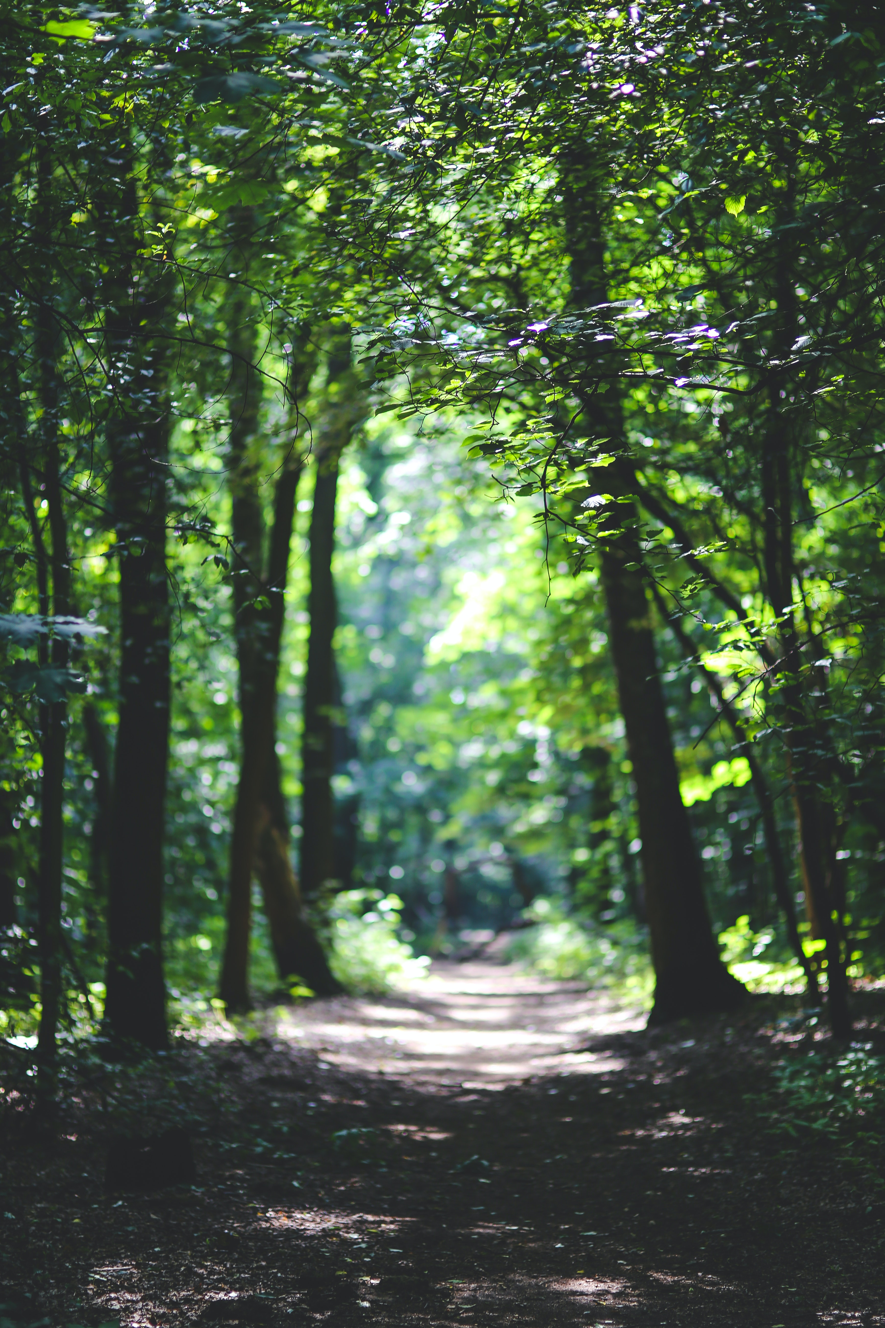 Camí dins d'un bosc. Font: Pexels - Kaboompics .com
