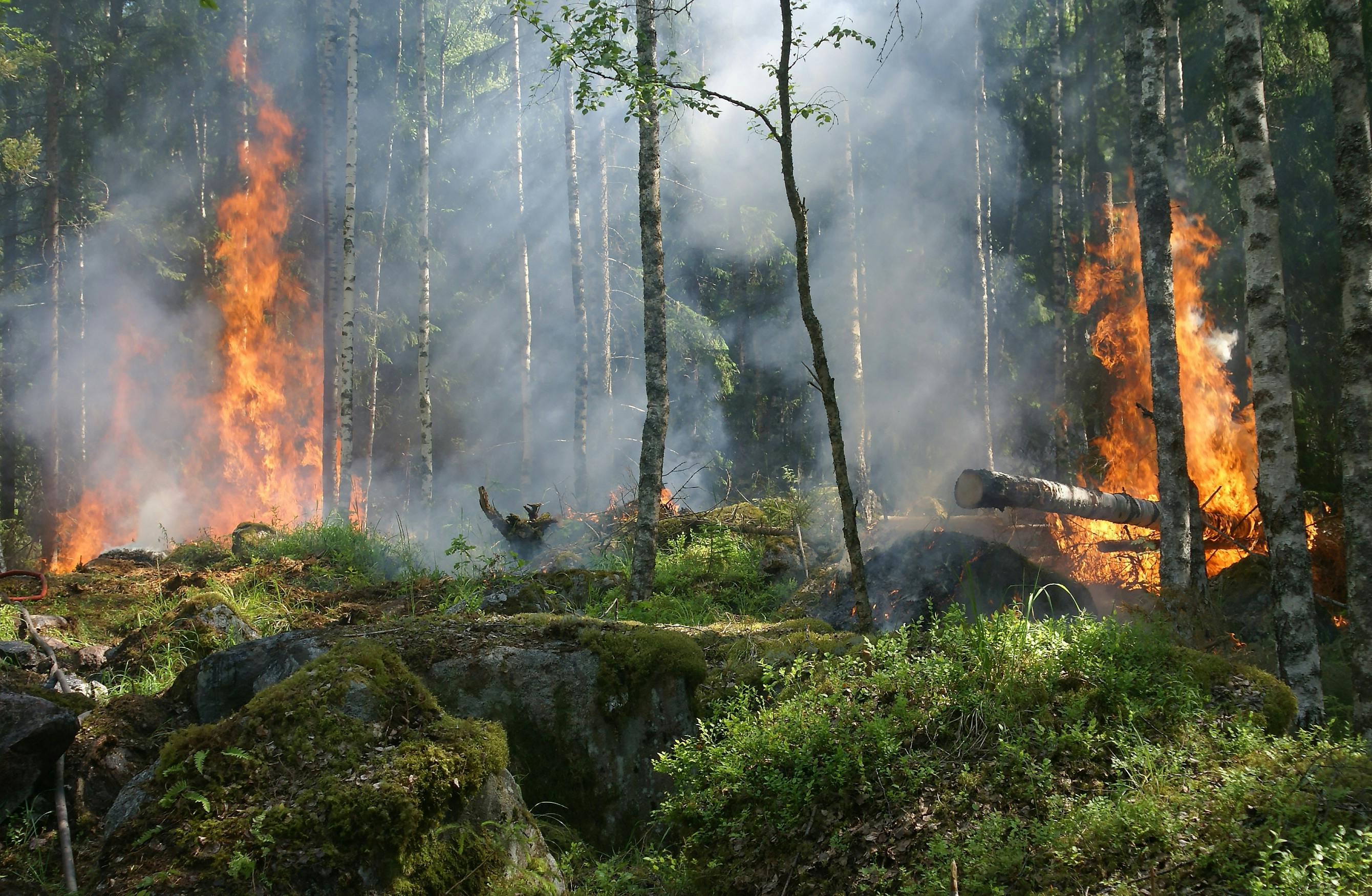 Bosc amb incendi forestal. Font: Pixabay