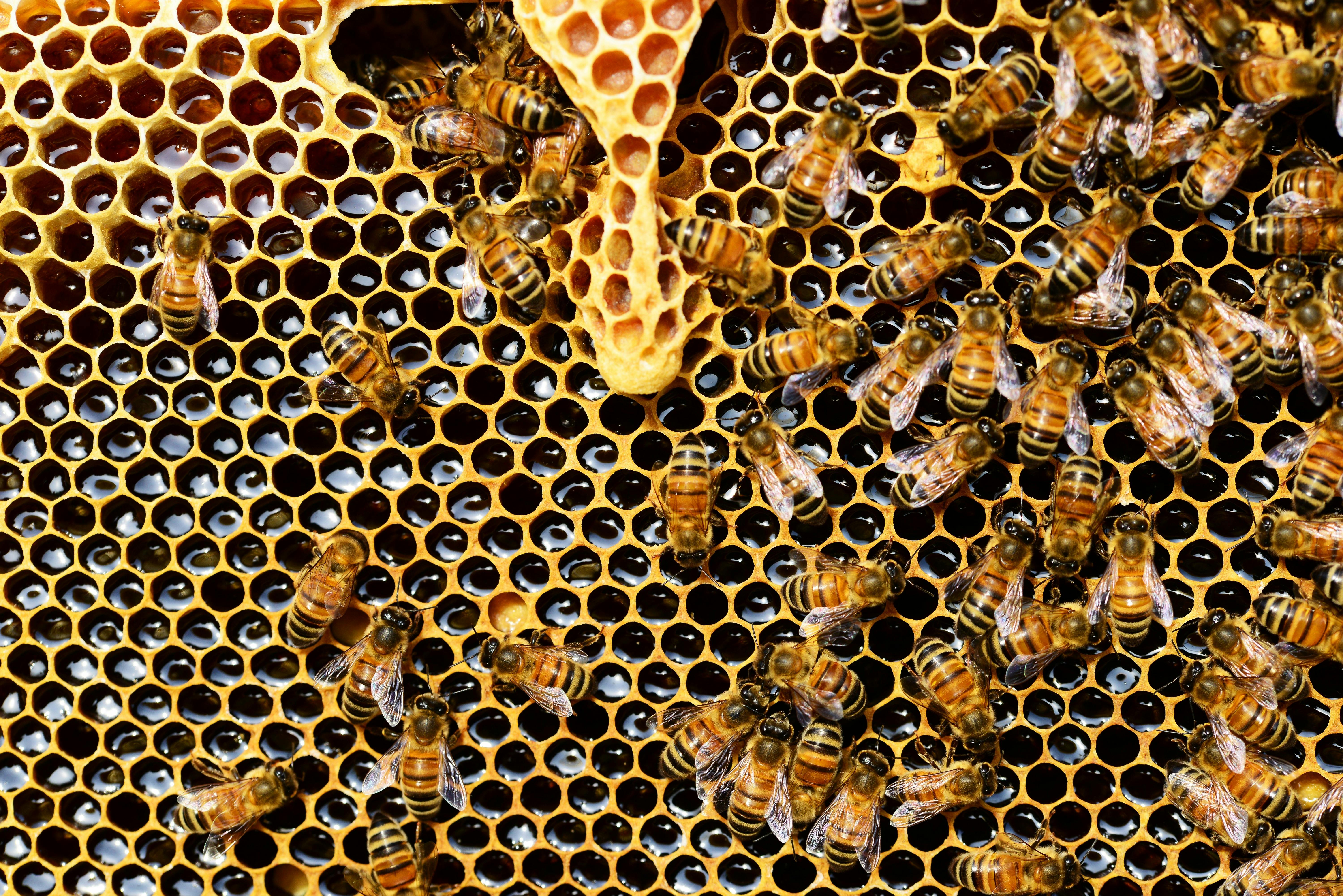 Rusc d'abelles. Font: Pixabay
