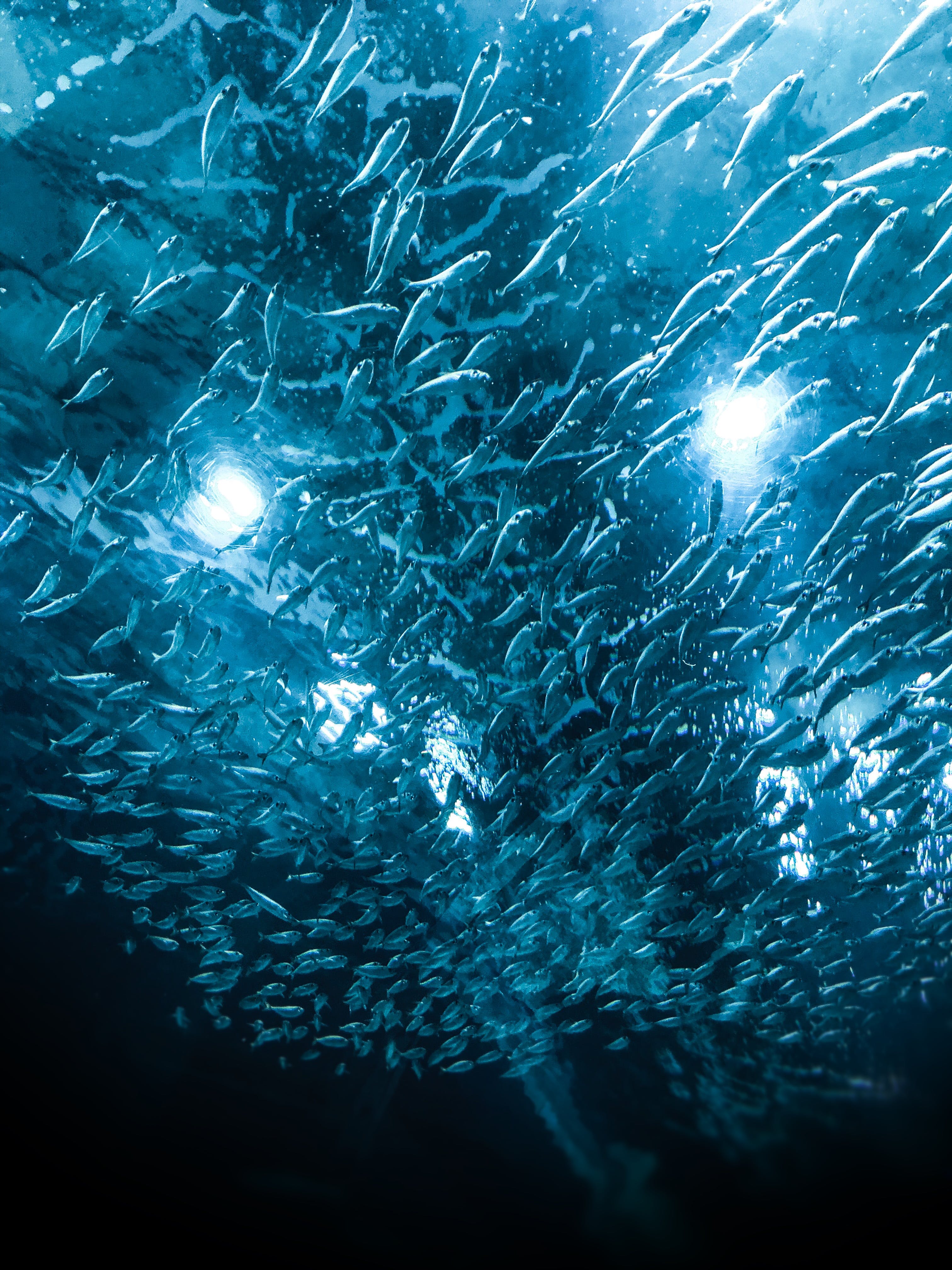 Banc de peixos en el mar. Font: Pexels - Thiago Pentagna