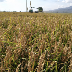 Les nits tropicals i les altes temperatures han provocat que la collita d'arròs d'aquesta temporada sigui d'un 10% menys que l'any passat.