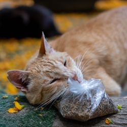 Carlitos, un dels gats allotjats al Jardinet, ensumant una bossa de valeriana.