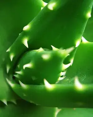 Plantes medicinals. Aloe Vera_titanium22_Flickr