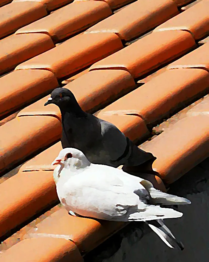 Dos coloms. Dependència_S. Reachers_Flickr Dos coloms. Dependència_S. Reachers_Flickr