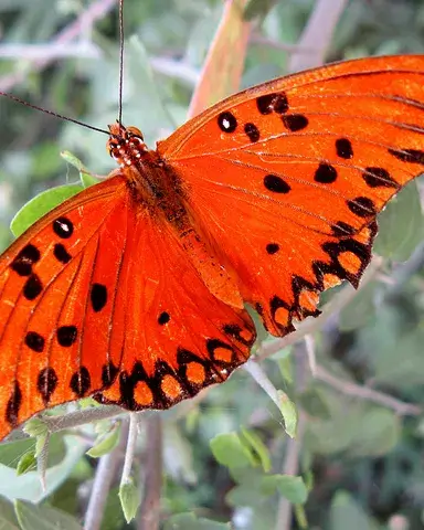 Papallona_joseflickrsfe_Flickr
