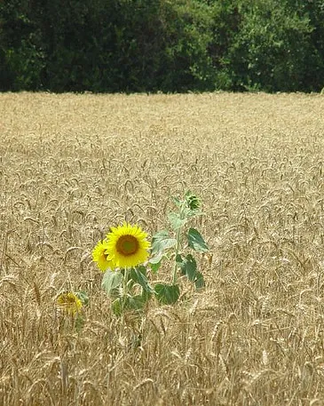 Girasol en mig d'un camp de blat_23hq.com/ciberado_Flickr