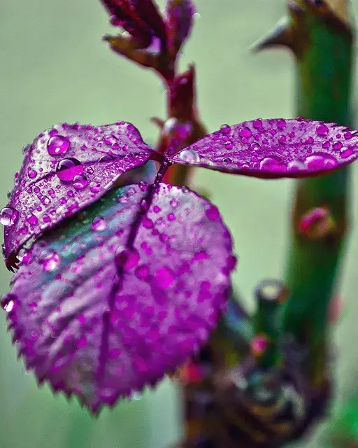 Tres fulles_Toni Carvajal_Flickr
