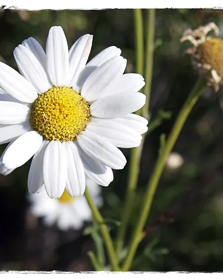 Margarita. Illes Canàries_maduroman_Flickr Margarita. Illes Canàries_maduroman_Flickr