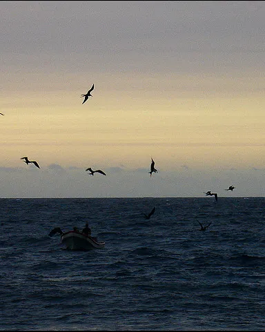 Ocells volant sobre el mar. Fronteres_Emi ♫_Flickr Ocells volant sobre el mar. Fronteres_Emi ♫_Flickr