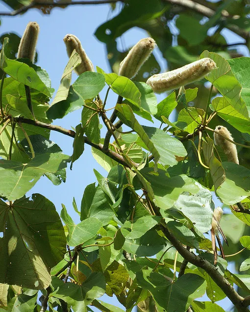 Innovació Tecnològica Agroalimentària_barloventomagico_Flickr