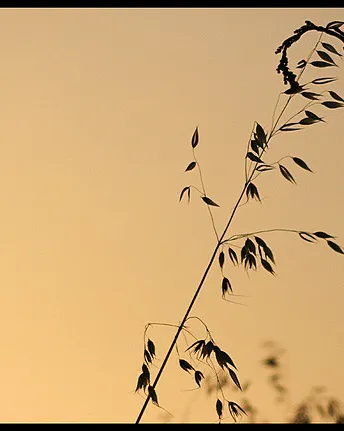 Herbes abraçant-se_dayangchi_Flickr