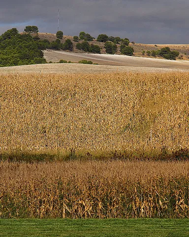 Camp de blat_titoalfredo_Flickr