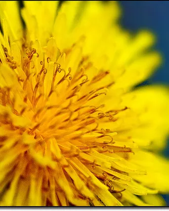 Flor. Voluntariat social. Font: _Hadock_ a Flickr Flor. Voluntariat social. Font: _Hadock_ a Flickr