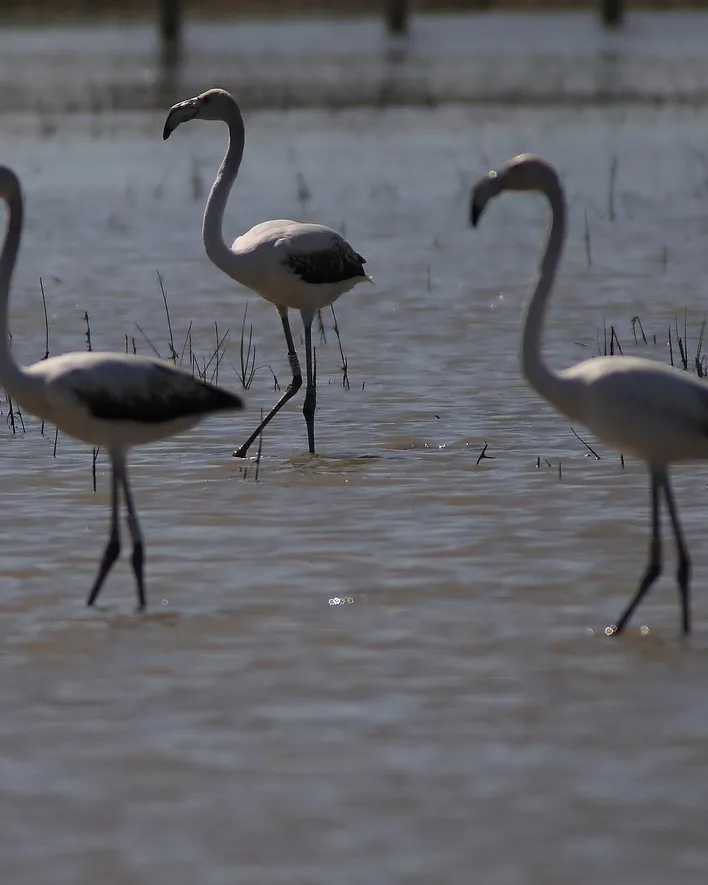 Flamencs als aiguamolls de l'Empordà (imatge: flickr/FotoBru)