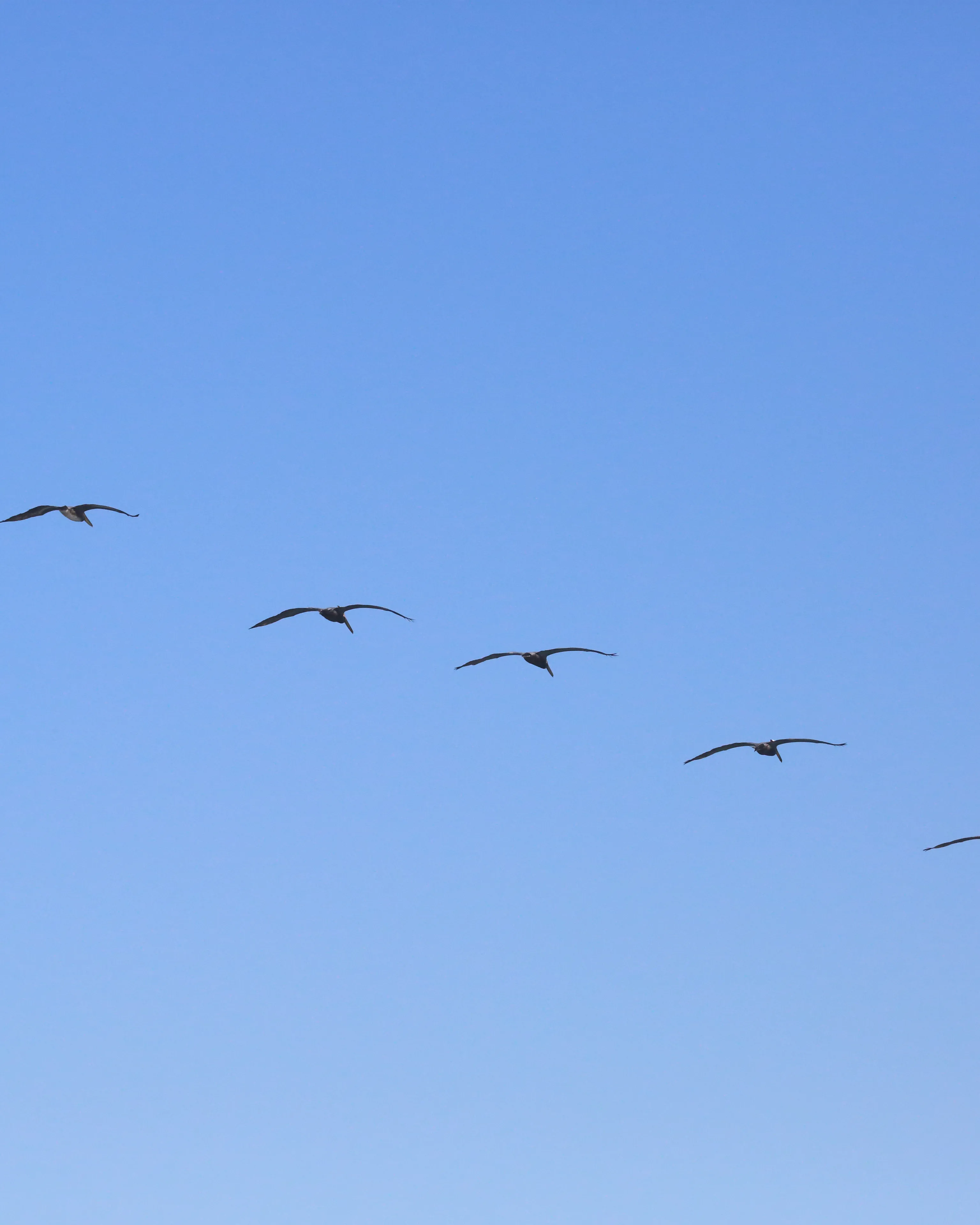 Ocells volant en grup. Cooperació_Don McCullough_Flickr