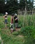 Aprenent a conreuar un hort professional ecològic amb la Fundació Emys (imatge: funfacioemys.com)