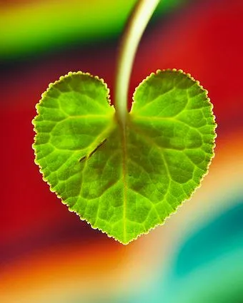 Fulla en forma de cor_azrasta_Flickr Fulla en forma de cor_azrasta_Flickr