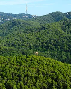 La serra de Collserola (imatge: parcnaturalcollserola.cat)