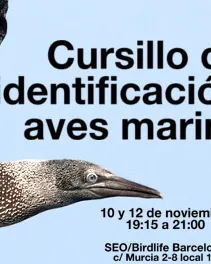 Curs d'identificació d'aus marines amb Seo Bird Life (imatge:glseobarcelona)