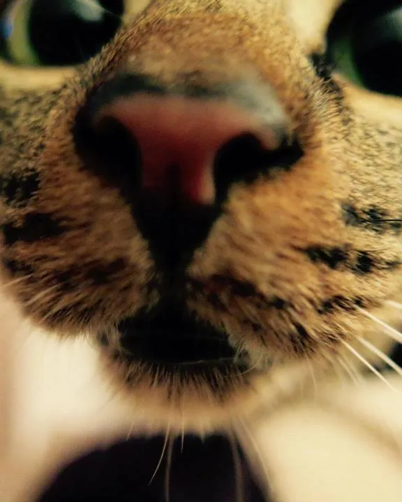 Gat. Font: @laveudenanuk a Instagram