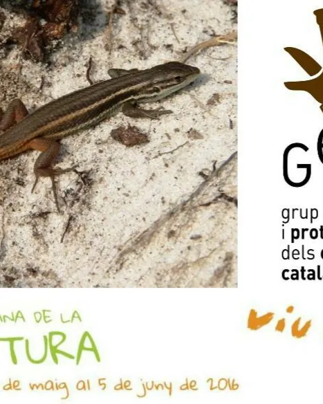 Sortida de descoberta de les dunes de Torredembarra durant la Setmana de la Natura (gepec.cat)