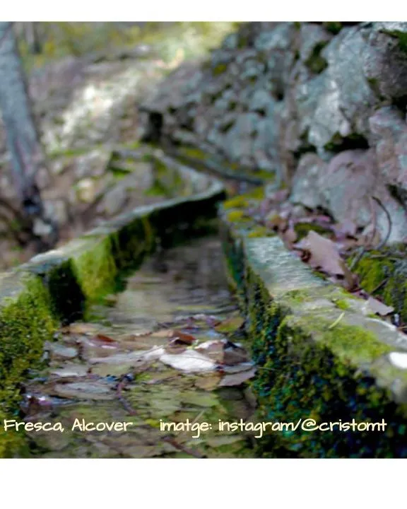 Dintre de la campannya "recuperem 50 font", acció de voluntariat ambiental a la Font Fresca d'Alcover (imatge: instagram/cristomt)