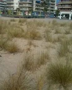 Jornada de voluntariat ambiental a les dunes de Torredembarra amb el Gepec (imatge: gepec.cat)