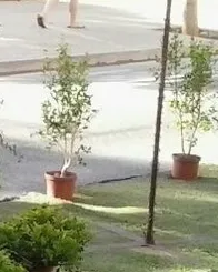 Un aparcament convertit en zona verda de manera temporal