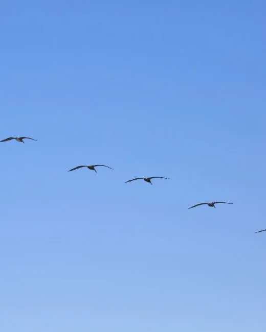 Ocells volant en grup. Cooperació_Don McCullough_Flickr