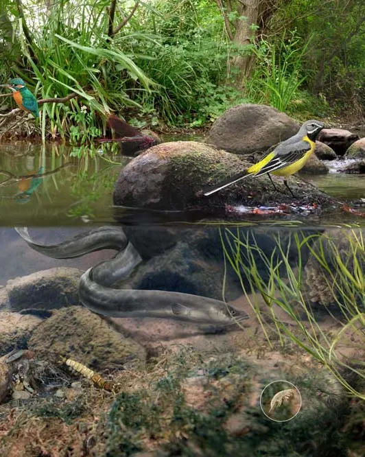 Jornada de voluntariat ambiental amb l'Associació Cen al riu Francolí (imatge: assoc cen)