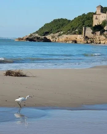 http://www.riugaia.cat/info/cada-darrer-diumenge-de-mes-descobreix-lentorn-natural-de-tamarit-visites-guiades/