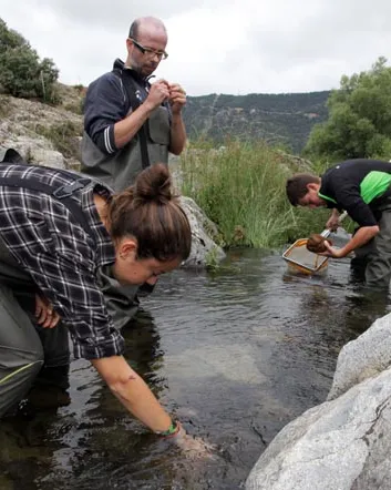 Jornada de voluntariat ambiental per la captura de cranc invasor al riu Glorieta (imatge: Associació Cen)