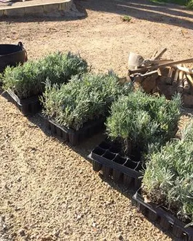 Jornda de voluntariat ambiental amb l'Associació Mediambiental La Sínia (imatge: riugaia.cat)