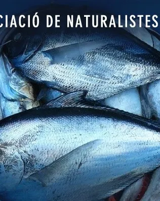 Xerrada sobre consum sostenible de peix amb els Naturalistes de Girona (imatge: naturalistesgirona.org)