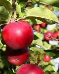Pomes