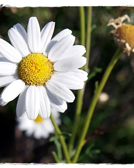 Margarita. Illes Canàries_maduroman_Flickr