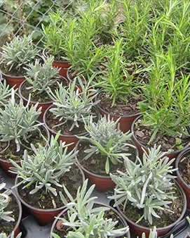 Plantes aromàtiques