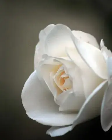 flor blanca dol