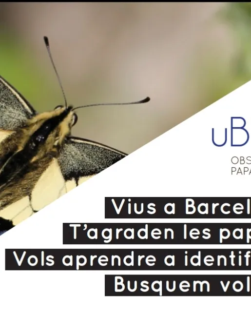Presentació l'observatori de papallones urbanes