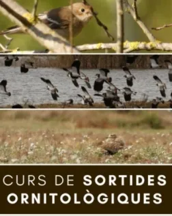 Curs d'ornitologia amb l'associació Limnos