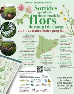 12 sortides per aprendre sobre les flors de camps i de marge de Catalunya