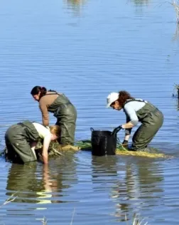 Píndola formativa sobre voluntariat ambiental el 26 de setembre amb el COAMB