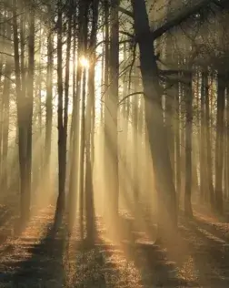 El congrés pretén crear un espai de trobada per al coneixement i intercanvi d’experiències en l’ús i la valorització́ de l’ecosistema forestal. Font: Unsplash.