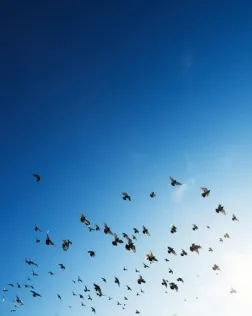 El curs està dedicat al debat sobre les fronteres, els territoris i les migracions actuals. Font: Unsplash.