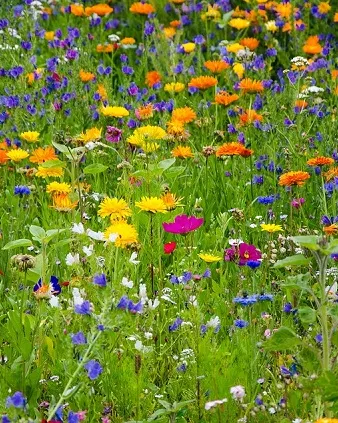 Ajuts de la Fundación Biodiversidad per a l'avaluació de l'estat de la biodiversitat terrestre 2020 Ajuts de la Fundación Biodiversidad per a l'avaluació de l'estat de la biodiversitat terrestre 2020