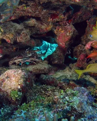 Ajuts de la Fundación Biodiversidad per a la conservació de la biodiversitat marina 2020