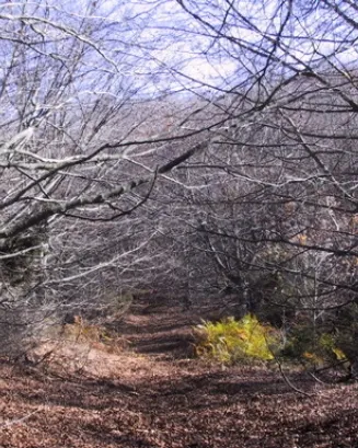 Subvencions a explotacions forestals, empreses agrícoles - ramaderes i entitats culturals 2020