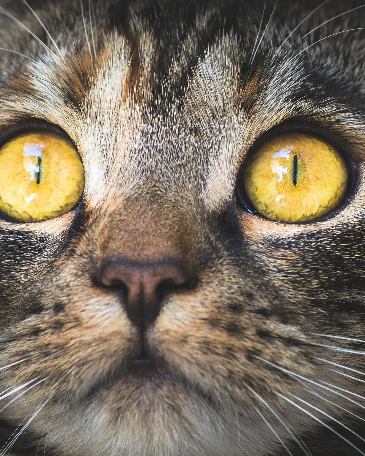 Imatge de KatinkavomWolfenmond a Pixabay Imatge de KatinkavomWolfenmond a Pixabay