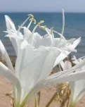 Cens de lliri de mar 