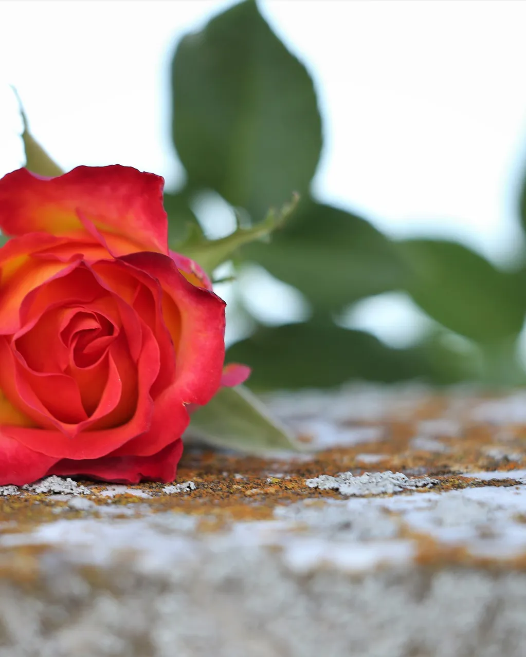 Imatge de Goran Horvat a Pixabay 